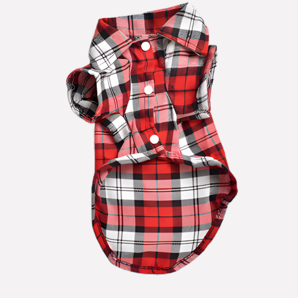 Stylish dog in a classic green plaid button-down dog shirt, a dapper pet fashion accessory for small to medium dogs.