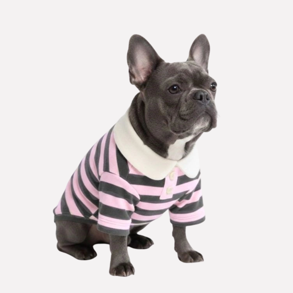 Stylish striped polo dog shirt. Premium pet apparel & dog clothing for elegant pet fashion walks.