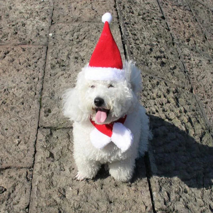 Small dog in a cute red and white Santa hat and scarf, perfect for holiday pet costume