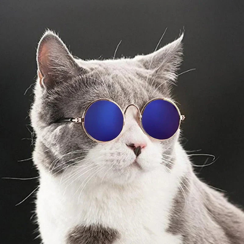 White dog modeling clear round pet glasses, highlighting a fun pet accessory.