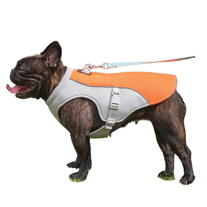Dog wearing blue cooling vest for summer heat protection, breathable pet apparel