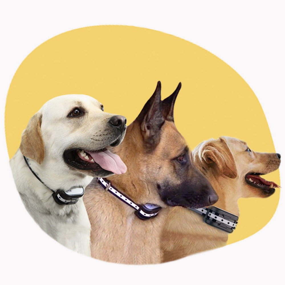 Close-up of a dog wearing durable paw protectors, showcasing textured soles for grip and pet safety during activity.