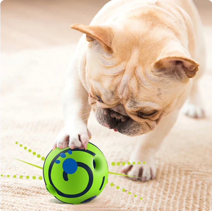 Dog happily playing with an interactive blue play ball in a sunny park, popular pet toy