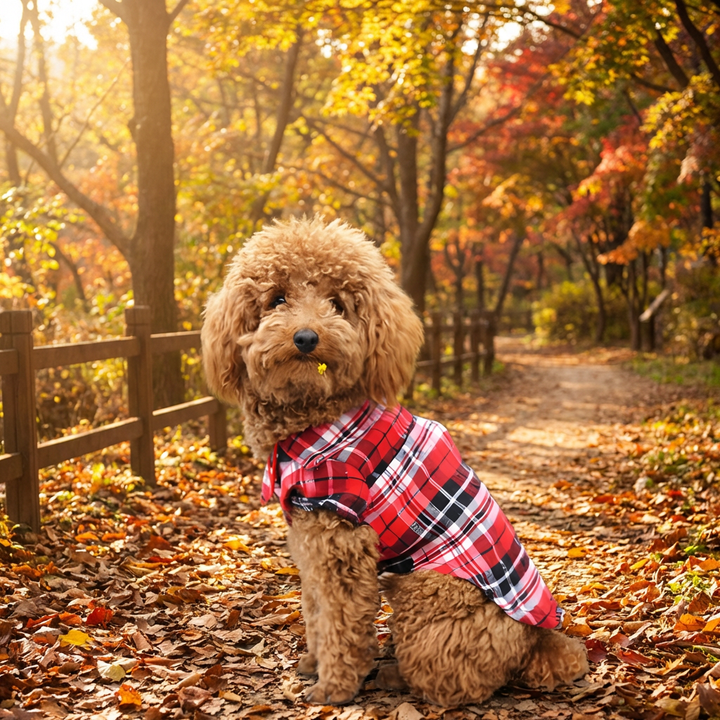 Dapper small dog wearing a classic red plaid button-down dog shirt, perfect pet apparel for stylish canine companions.