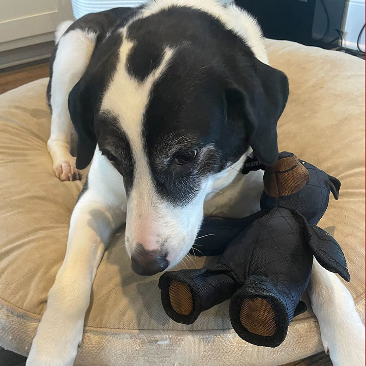 Dog actively playing with an indestructible chew toy, showing its resilience for heavy chewers