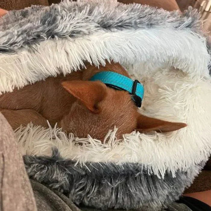 Top-down view of the spacious calming pet bed, perfect for pets to stretch or curl up, cozy.