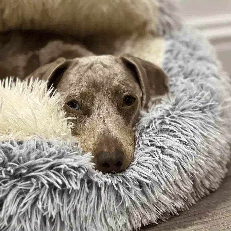 Small dog comfortably curled up and sleeping in a round grey calming pet bed, anxiety relief.