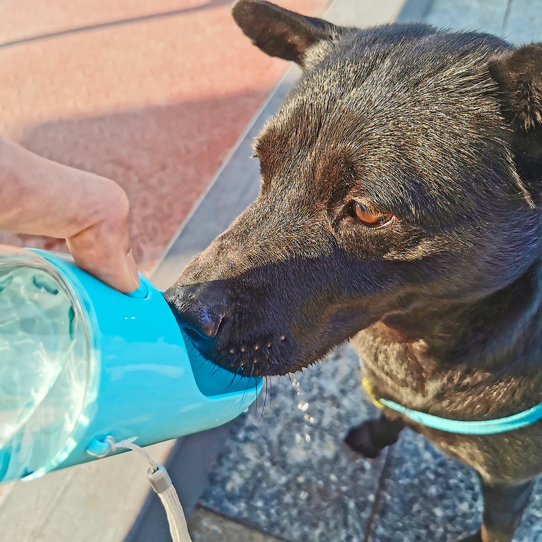 Travel pet water dispenser with easy-to-use button, great dog gear for hikes.