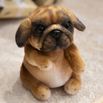 Pug Brown