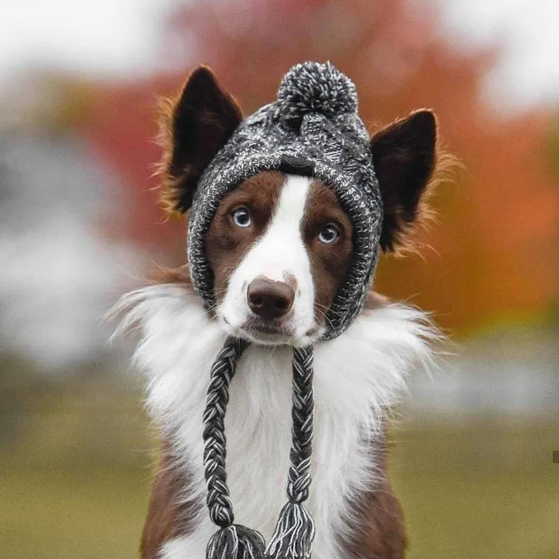 Cute dog in a blue knitted winter hat with a pom-pom, warm dog apparel.
