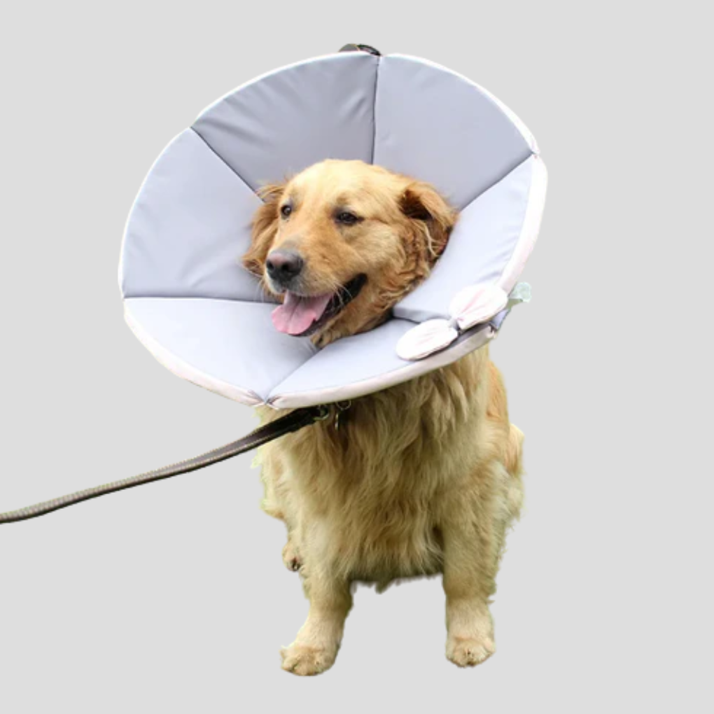 Comfortable pet protective cone, a soft e-collar for dogs post-surgery to prevent licking and aid recovery.