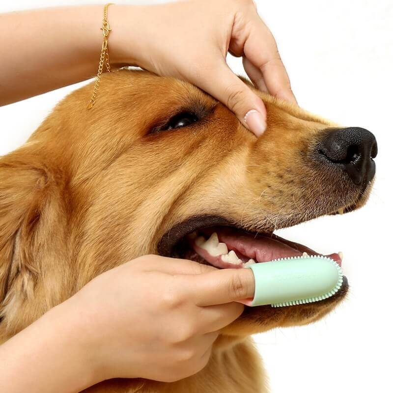 Transparent pet finger toothbrush, showcasing its soft bristles for gentle dog and cat dental cleaning.