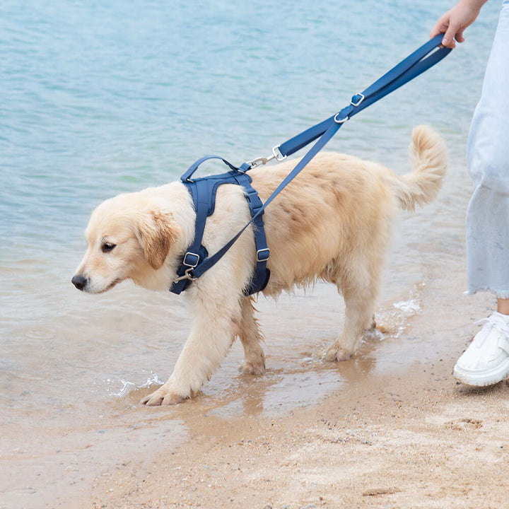 Hands-free adjustable gummy dog leash, odor-resistant pet supplies, perfect for active dog owners