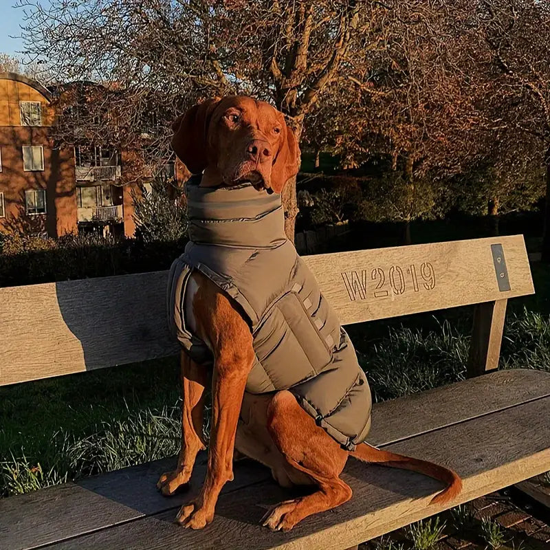Pet outerwear, insulated dog coat with reflective trim for visibility, cold weather apparel